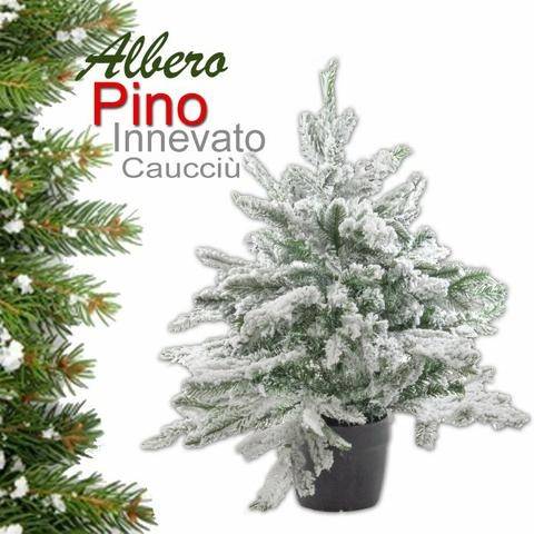 PINO 60Cm INNEVATO IN VASO - 98 TIPS - 55Cm DIAMETRO